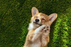 Cucciolo di cane sdraiato sullerba con espressione felice