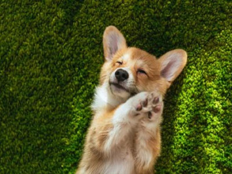 Cucciolo di cane sdraiato sullerba con espressione felice
