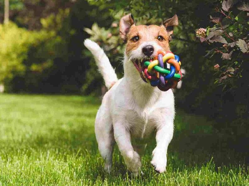 Cane con pallina colorata in bocca, mentre corre.