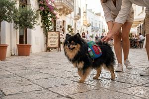 Vacanze con il cane in Salento: guida completa