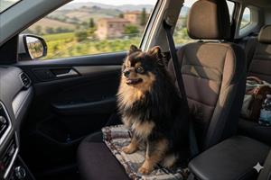Viaggiare in auto con il cane: regole e consigli utili
