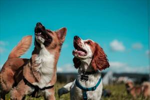 Due cani che guardano verso l'alto