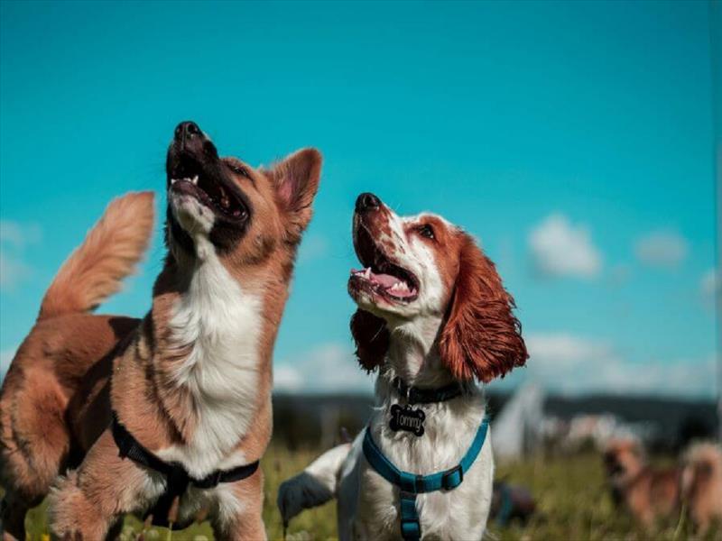 Due cani che guardano verso l'alto