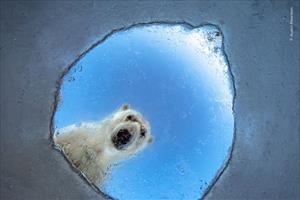 Wildlife Photographer of the Year in Italia