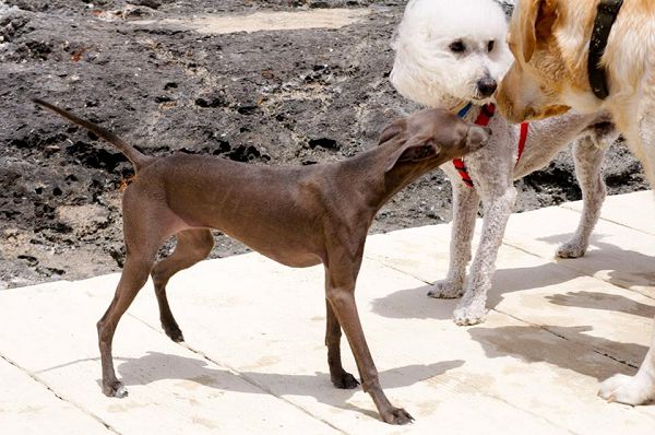 Spiaggia Santos Baubeach A Fasano Br Vacanzeanimaliit