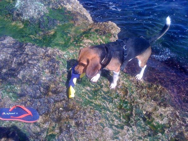 Spiaggia Santos Baubeach A Fasano Br Vacanzeanimaliit