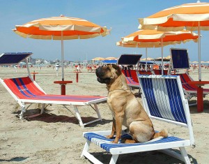 Hotel Orizzonti A Rimini Vacanzeanimaliit
