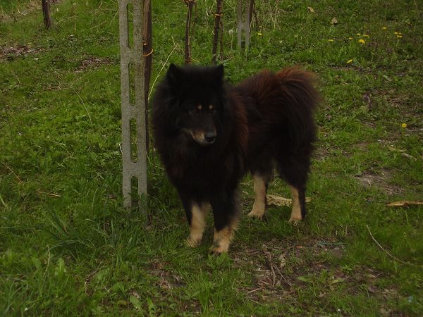 Ristorante Pinotti - foto 10056.jpg