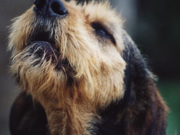 Camping La Pineta - foto 1988.jpg