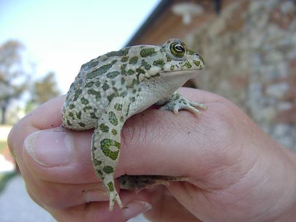 Agriturismo la Ranocchiaia - foto 10809.jpg