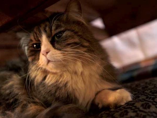 Resort Villa Manin  - foto 10982.jpg