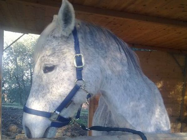 Agriturismo Podere Il Poggiolo - foto 11791.jpg