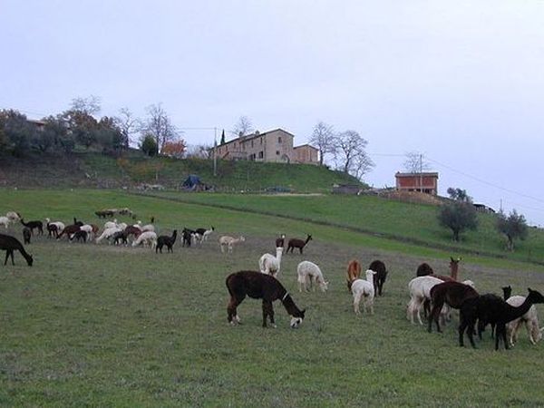 Agriturismo Maridiana Alpaca - foto 11802.jpg