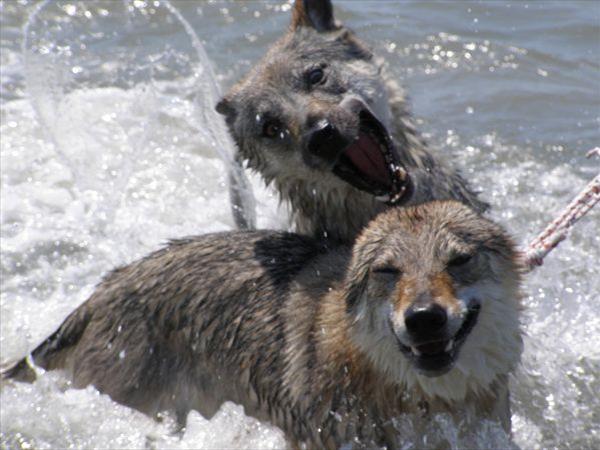 La Spiaggia di Snoopy - foto 11864.jpg