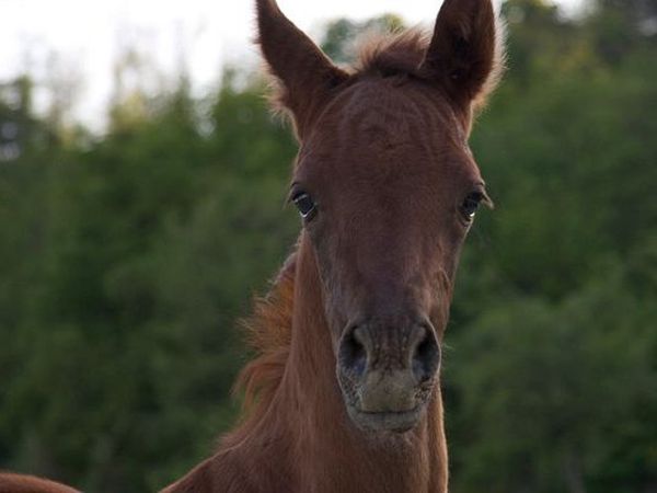 Agriturismo Il Moro - foto 11903.jpg