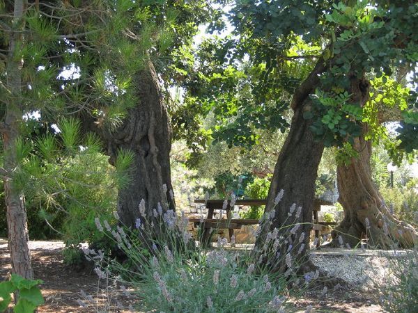 Alla Panoramica - foto 12140.jpg