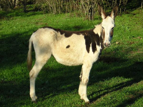 Agriturismo Monte La Puglia - foto 12148.jpg