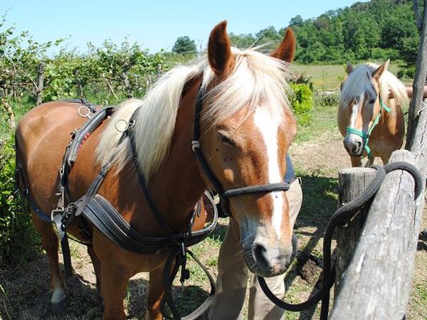 Agriturismo Monte La Puglia - foto 12180.jpg