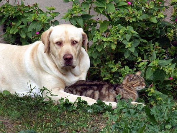 Agriturismo Al Torcol - foto 12286.jpg