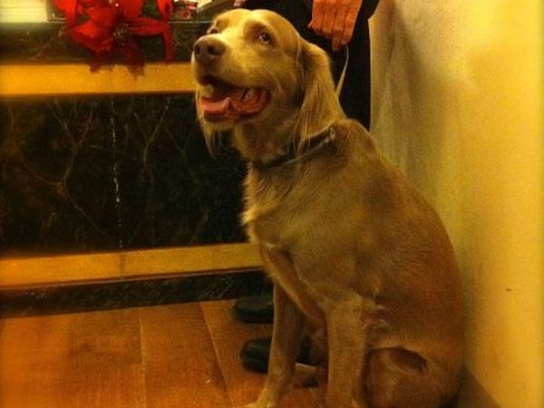 Hotel Torre Guelfa - foto 12419.jpg