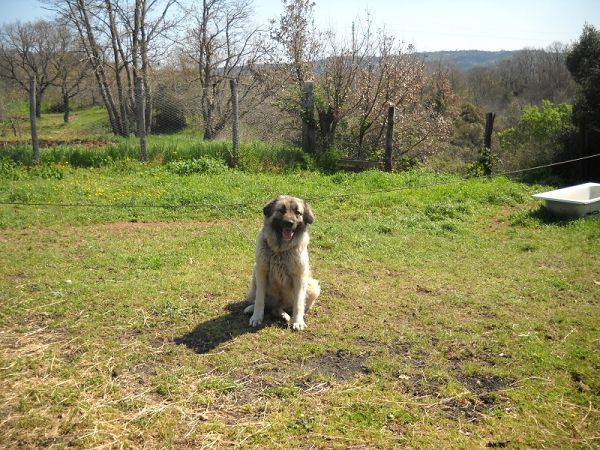 Agriturismo lIntrovabile - foto 12587.jpg