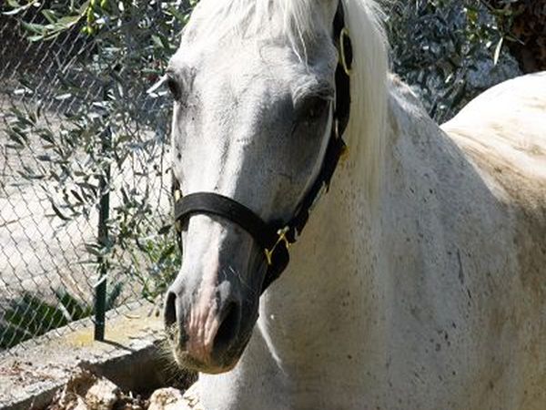 Le Raganelle - foto 12673.jpg