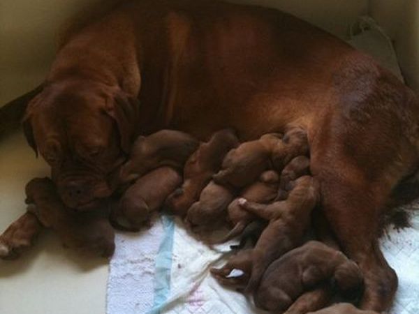 Le Raganelle - foto 12674.jpg