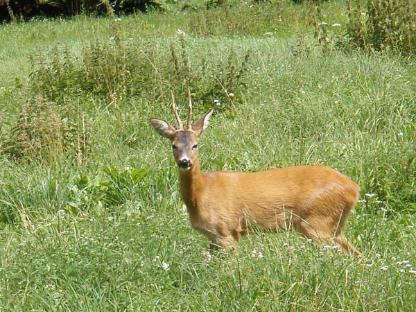 Hotel Cristallo  - foto 12702.jpg
