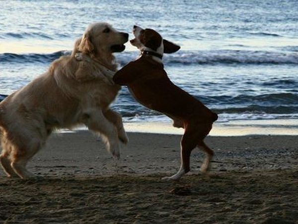 Hotel Badano Sul Mare  - foto 12982.jpg