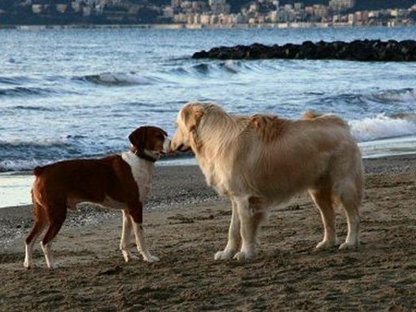 Hotel Badano Sul Mare  - foto 12983.jpg