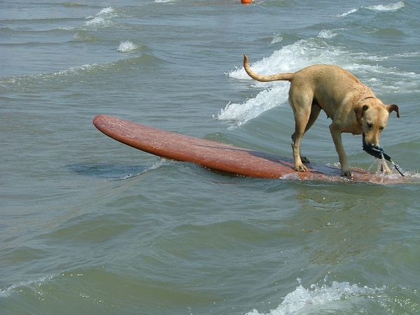 Puntone Beach - foto 13362.jpg