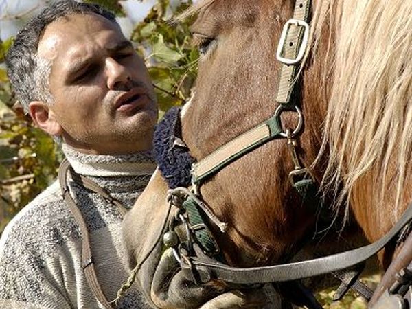 Azienda Agricola Fattoria Castellina - foto 13450.jpg
