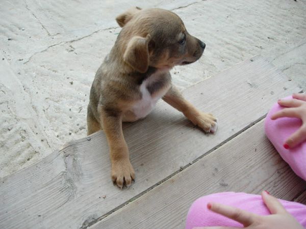 Agriturismo Collina Dei Fagiani  - foto 13846.jpg