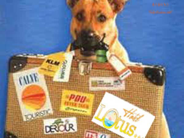 Hotel Lotus - foto 13934.jpg