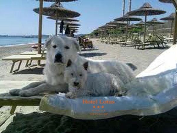 Hotel Lotus - foto 13935.jpg