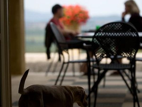 Il Sassone Tenuta in Maremma - foto 13988.jpg