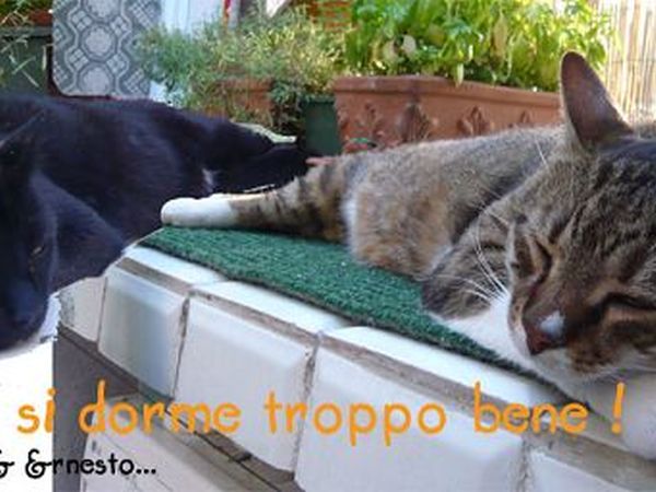 I Villini - foto 3137.jpg