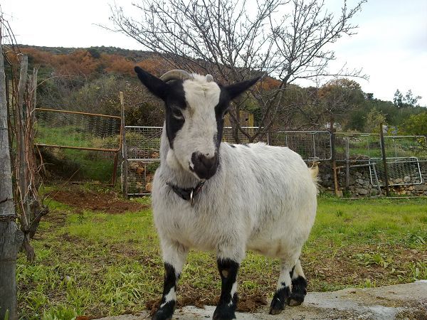 Residence Villa Alda - foto 15267.jpg