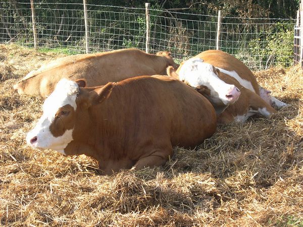 Centro Ippico Agriturismo Cerretale - foto 3461.jpg