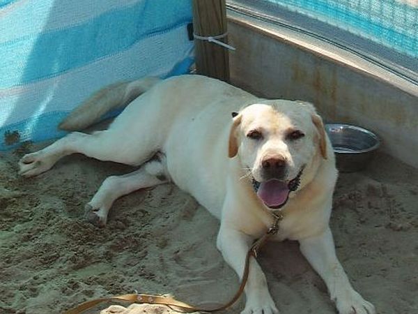 Dog Beach Corallo 45 - foto 15561.jpg