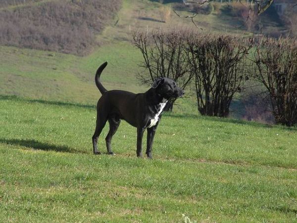 Agriturismo la Violina - foto 3687.jpg