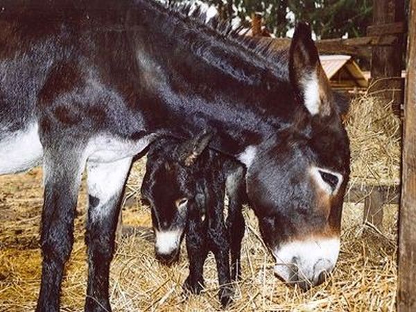 Agriturismo Iacchelli - foto 16237.jpg