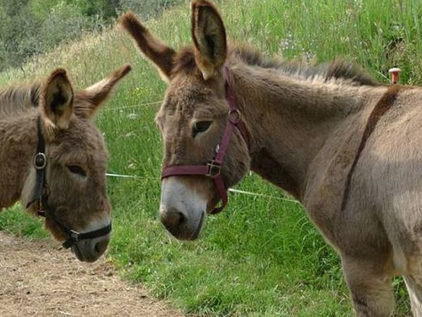 Agricola Biologica Nico - foto 16519.jpg