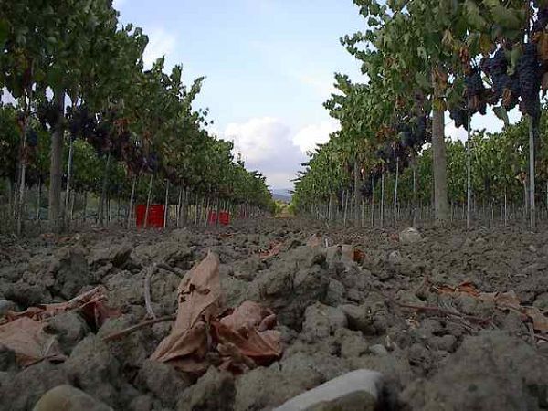 Il Girasole Terzuolo B&B - foto 3981.jpg