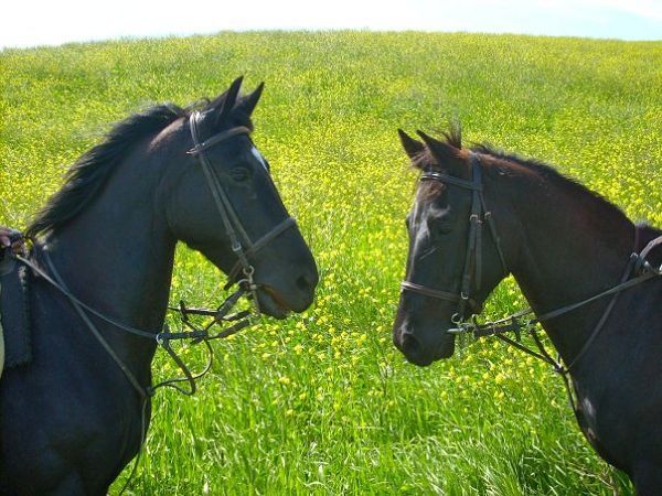 Il Girasole Terzuolo B&B - foto 3982.jpg
