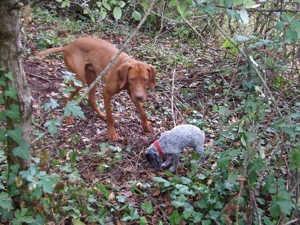 Canto degli Alberti - foto 17150.jpg