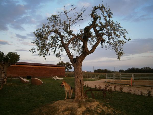 Conero Ranch B&B - foto 17336.jpg