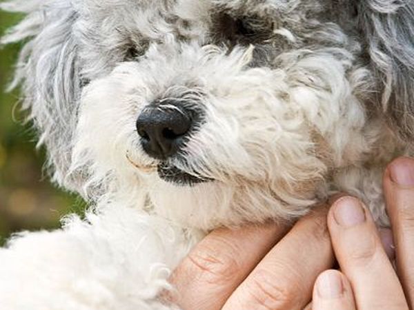 Agriturismo Poggio Diavolino - foto 17558.jpg