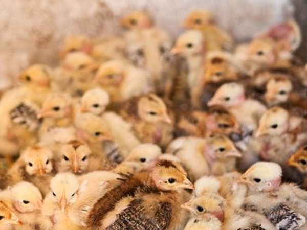 Agriturismo Poggio Diavolino - foto 17567.jpg