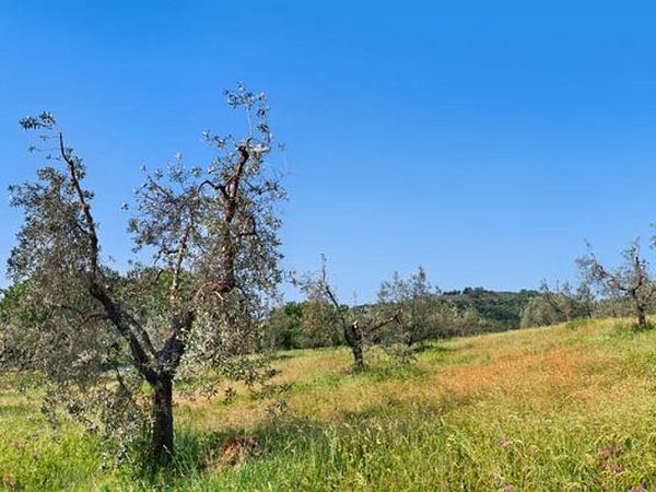 Agriturismo Poggio Diavolino - foto 17569.jpg